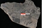 Foto (Detailansicht) von Laccopteris muensteri Schenk (NHMW-GEO-2024-0188-10522)
